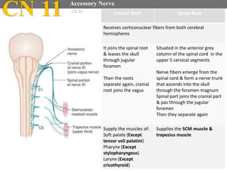 Cranial Root Spinal Root
Receives corticonuclear fibers from both cerebral
hemispheres
It joins the spinal root
& leaves the skull
through jugular
foramen
Then the roots
separate again, cranial
root joins the vagus
Situated in the anterior grey
column of the spinal cord in the
upper 5 cervical segments
Nerve fibers emerge from the
spinal cord & form a nerve trunk
that ascends into the skull
through the foramen magnum
Spinal part joins the cranial part
& pas through the jugular
foramen
Then they separate again
Supply the muscles of:
Soft palate (Except
tensor veli palatini)
Pharynx (Except
stylopharyngeus)
Larynx (Except
cricothyroid)
Supplies the SCM muscle &
trapezius muscle
CN 11 Accessory Nerve
CN XI
 