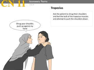 Trapezius
Ask the patient to shrug their shoulders
and feel the bulk of the trapezius muscles
and attempt to push the shoulders down.
CN 11 Accessory Nerve
CN XI
Shrug your shoulder,
push up against my
hand
 