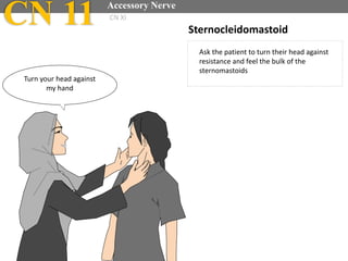 Sternocleidomastoid
Ask the patient to turn their head against
resistance and feel the bulk of the
sternomastoids
CN 11 Accessory Nerve
CN XI
Turn your head against
my hand
 