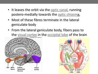 • It leaves the orbit via the optic canal, running
postero-medially towards the optic chiasma,
• Most of these fibres terminate in the lateral
geniculate body
• From the lateral geniculate body, fibers pass to
the visual cortex in the occipital lobe of the brain
 