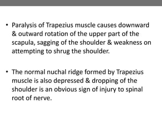 • Paralysis of Trapezius muscle causes downward
& outward rotation of the upper part of the
scapula, sagging of the shoulder & weakness on
attempting to shrug the shoulder.
• The normal nuchal ridge formed by Trapezius
muscle is also depressed & dropping of the
shoulder is an obvious sign of injury to spinal
root of nerve.
 