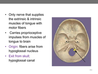 HYPOGLOSSAL NERVE
• Only nerve that supplies
the extrinsic & intrinsic
muscles of tongue with
motor fibers
• Carries proprioceptive
impulses from muscles of
tongue to brain
• Origin: fibers arise from
hypoglossal nucleus
• Exit from skull;
hypoglossal canal
203
 