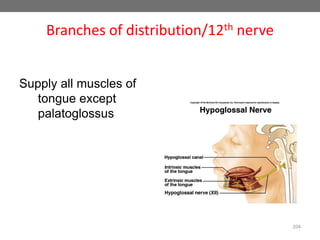 Branches of distribution/12th nerve
Supply all muscles of
tongue except
palatoglossus
204
 
