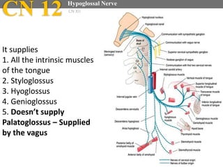 CN 12 Hypoglossal Nerve
CN XII
It supplies
1. All the intrinsic muscles
of the tongue
2. Styloglossus
3. Hyoglossus
4. Genioglossus
5. Doesn’t supply
Palatoglossus – Supplied
by the vagus
 