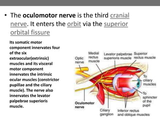 • The oculomotor nerve is the third cranial
nerve. It enters the orbit via the superior
orbital fissure
Its somatic motor
component innervates four
of the six
extraocular(extrinsic)
muscles and its visceral
motor component
innervates the intrinsic
ocular muscles (constrictor
pupillae and the ciliary
muscle). The nerve also
innervates the levator
palpebrae superioris
muscle.
 