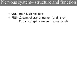 Nervous system– structure and function
• CNS- Brain & Spinal cord
• PNS- 12 pairs of cranial nerve (brain stem)
31 pairs of spinal nerve (spinal cord)
 