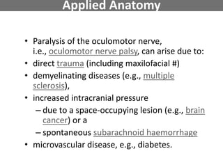 Applied Anatomy
• Paralysis of the oculomotor nerve,
i.e., oculomotor nerve palsy, can arise due to:
• direct trauma (including maxilofacial #)
• demyelinating diseases (e.g., multiple
sclerosis),
• increased intracranial pressure
– due to a space-occupying lesion (e.g., brain
cancer) or a
– spontaneous subarachnoid haemorrhage
• microvascular disease, e.g., diabetes.
 