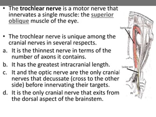 • The trochlear nerve is a motor nerve that
innervates a single muscle: the superior
oblique muscle of the eye.
• The trochlear nerve is unique among the
cranial nerves in several respects.
a. It is the thinnest nerve in terms of the
number of axons it contains.
b. It has the greatest intracranial length.
c. It and the optic nerve are the only cranial
nerves that decussate (cross to the other
side) before innervating their targets.
d. It is the only cranial nerve that exits from
the dorsal aspect of the brainstem.
 