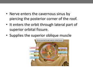 • Nerve enters the cavernous sinus by
piercing the posterior corner of the roof.
• It enters the orbit through lateral part of
superior orbital fissure.
• Supplies the superior oblique muscle
 
