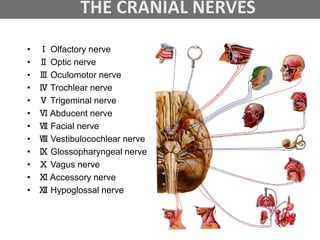 THE CRANIAL NERVES
• Ⅰ Olfactory nerve
• Ⅱ Optic nerve
• Ⅲ Oculomotor nerve
• Ⅳ Trochlear nerve
• Ⅴ Trigeminal nerve
• Ⅵ Abducent nerve
• Ⅶ Facial nerve
• Ⅷ Vestibulocochlear nerve
• Ⅸ Glossopharyngeal nerve
• Ⅹ Vagus nerve
• Ⅺ Accessory nerve
• Ⅻ Hypoglossal nerve
 