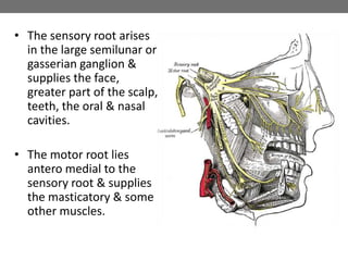 • The sensory root arises
in the large semilunar or
gasserian ganglion &
supplies the face,
greater part of the scalp,
teeth, the oral & nasal
cavities.
• The motor root lies
antero medial to the
sensory root & supplies
the masticatory & some
other muscles.
 