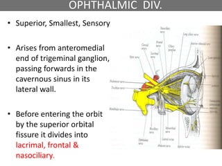 OPHTHALMIC DIV.
• Superior, Smallest, Sensory
• Arises from anteromedial
end of trigeminal ganglion,
passing forwards in the
cavernous sinus in its
lateral wall.
• Before entering the orbit
by the superior orbital
fissure it divides into
lacrimal, frontal &
nasociliary.
 