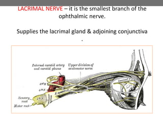 LACRIMAL NERVE – it is the smallest branch of the
ophthalmic nerve.
Supplies the lacrimal gland & adjoining conjunctiva
.
 