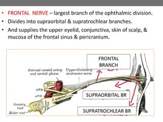 • FRONTAL NERVE – largest branch of the ophthalmic division.
• Divides into supraorbital & supratrochlear branches.
• And supplies the upper eyelid, conjunctiva, skin of scalp, &
mucosa of the frontal sinus & pericranium.
FRONTAL
BRANCH
SUPRAORBITAL BR
SUPRATROCHLEAR BR
 