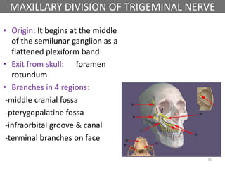 MAXILLARY DIVISION OF TRIGEMINAL NERVE
• Origin: It begins at the middle
of the semilunar ganglion as a
flattened plexiform band
• Exit from skull: foramen
rotundum
• Branches in 4 regions:
-middle cranial fossa
-pterygopalatine fossa
-infraorbital groove & canal
-terminal branches on face
76
 