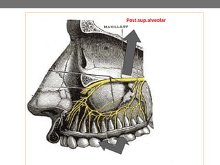 Post.sup.alveolar
 