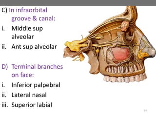 C) In infraorbital
groove & canal:
i. Middle sup
alveolar
ii. Ant sup alveolar
D) Terminal branches
on face:
i. Inferior palpebral
ii. Lateral nasal
iii. Superior labial
79
 