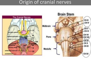 Origin of cranial nerves
 
