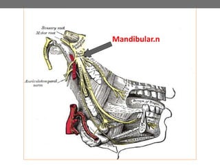 Mandibular.n
 