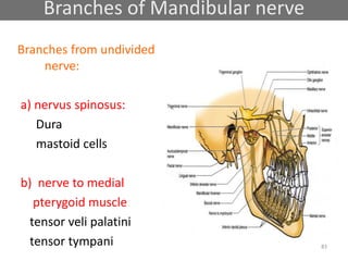 Branches of Mandibular nerve
Branches from undivided
nerve:
a) nervus spinosus:
Dura
mastoid cells
b) nerve to medial
pterygoid muscle:
tensor veli palatini
tensor tympani 83
 