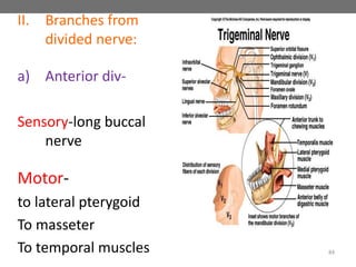 II. Branches from
divided nerve:
a) Anterior div-
Sensory-long buccal
nerve
Motor-
to lateral pterygoid
To masseter
To temporal muscles 84
 