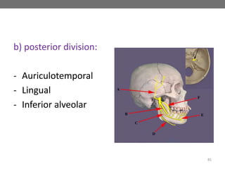 b) posterior division:
- Auriculotemporal
- Lingual
- Inferior alveolar
85
 