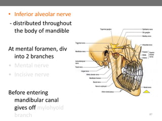 • Inferior alveolar nerve
- distributed throughout
the body of mandible
At mental foramen, div
into 2 branches
• Mental nerve
• Incisive nerve
Before entering
mandibular canal
gives off mylohyoid
branch 87
 