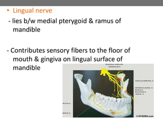 • Lingual nerve
- lies b/w medial pterygoid & ramus of
mandible
- Contributes sensory fibers to the floor of
mouth & gingiva on lingual surface of
mandible
88
 