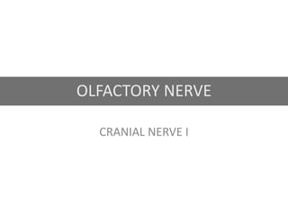 OLFACTORY NERVE
CRANIAL NERVE I
 