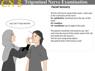 Test for soft touch using cotton wool - close eyes
in the 3 divisions of the nerve
V1- ophthalmic- forehead up to the top of the
head
V2- maxillary
V3- mandibular (up to angle of the jaw)
The patient should be instructed to say “yes”
each time the touch of the cotton wool is felt. Do
not stroke the skin touch it.
Test for pain using sharp object.
Ask patient does it feel sharp or dull
Facial Sensory
Say “yes” if you feel this
CN 5 CN V
Trigeminal Nerve Examination
 