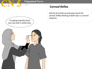 Ask the pt to look up and away, touch the
corneal. Reflex blinking of both eyes is a normal
response.
Corneal Reflex
I’m going to gently touch
your eye with a cotton bud.
CN 5 Trigeminal Nerve
CN V
 