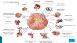 Cranial nerves anatomy and functions | PPTX