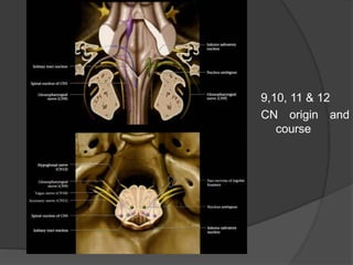 Cranial nerves anatomy pathology | PPTX