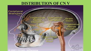 CRANIAL NERVES BNS BY NATUNGA RONALD.pptx