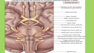 Sub Carnial Collection CRANIAL NERVES BNS BY NATUNGA RONALD.pptx