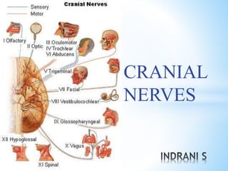 CRANIAL
NERVES
 