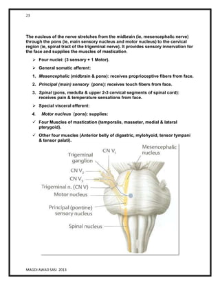 23
MAGDI AWAD SASI 2013
The nucleus of the nerve stretches from the midbrain (ie, mesencephalic nerve)
through the pons (ie, main sensory nucleus and motor nucleus) to the cervical
region (ie, spinal tract of the trigeminal nerve). It provides sensory innervation for
the face and supplies the muscles of mastication.
 Four nuclei: (3 sensory + 1 Motor).
 General somatic afferent:
1. Mesencephalic (midbrain & pons): receives proprioceptive fibers from face.
2. Principal (main) sensory (pons): receives touch fibers from face.
3. Spinal (pons, medulla & upper 2-3 cervical segments of spinal cord):
receives pain & temperature sensations from face.
 Special visceral efferent:
4. Motor nucleus (pons): supplies:
 Four Muscles of mastication (temporalis, masseter, medial & lateral
pterygoid).
 Other four muscles (Anterior belly of digastric, mylohyoid, tensor tympani
& tensor palati).
 