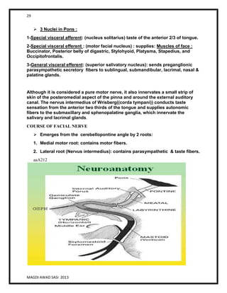 29
MAGDI AWAD SASI 2013
 3 Nuclei in Pons :
1-Special visceral afferent: (nucleus solitarius) taste of the anterior 2/3 of tongue.
2-Special visceral efferent : (motor facial nucleus) : supplies: Muscles of face :
Buccinator, Posterior belly of digastric, Stylohyoid, Platysma, Stapedius, and
Occipitofrontalis.
3-General visceral efferent: (superior salivatory nucleus): sends preganglionic
parasympathetic secretory fibers to sublingual, submandibular, lacrimal, nasal &
palatine glands.
Although it is considered a pure motor nerve, it also innervates a small strip of
skin of the posteromedial aspect of the pinna and around the external auditory
canal. The nervus intermedius of Wrisberg((corda tympani)) conducts taste
sensation from the anterior two thirds of the tongue and supplies autonomic
fibers to the submaxillary and sphenopalatine ganglia, which innervate the
salivary and lacrimal glands.
COURSE OF FACIAL NERVE
 Emerges from the cerebellopontine angle by 2 roots:
1. Medial motor root: contains motor fibers.
2. Lateral root (Nervus intermedius): contains parasympathetic & taste fibers.
aaA212
 
