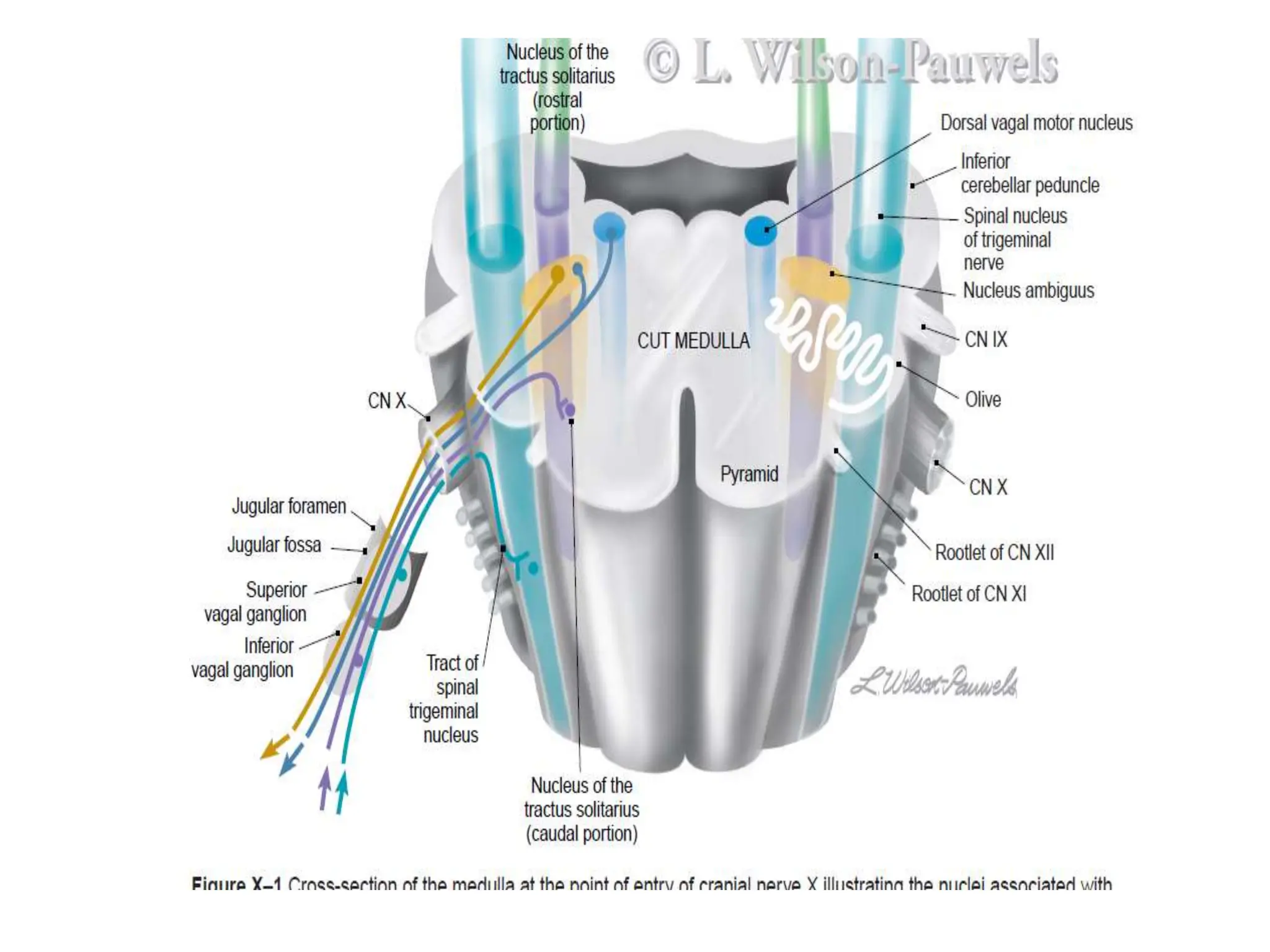 Cranial Nerves IX X XI XII_Dr Muntasir Hasnain_17_10_19 (1).pptx