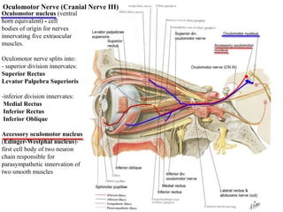 Oculomotor nucleus (ventral
horn equivalent) - cell
bodies of origin for nerves
innervating five extraocular
muscles.
Oculomotor nerve splits into:
- superior division innervates:
Superior Rectus
Levator Palpebra Superioris
-inferior division innervates:
Medial Rectus
Inferior Rectus
Inferior Oblique
Accessory oculomotor nucleus
(Edinger-Westphal nucleus)-
first cell body of two neuron
chain responsible for
parasympathetic innervation of
two smooth muscles
Oculomotor Nerve (Cranial Nerve III)
 