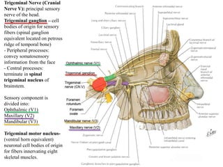Trigeminal Nerve (Cranial
Nerve V): principal sensory
nerve of the head.
Trigeminal ganglion – cell
bodies of origin for sensory
fibers (spinal ganglion
equivalent located on petrous
ridge of temporal bone)
- Peripheral processes:
convey somatosensory
information from the face
- Central processes:
terminate in spinal
trigeminal nucleus of
brainstem.
Sensory component is
divided into:
Ophthalmic (V1)
Maxillary (V2)
Mandibular (V3)
Trigeminal motor nucleus-
(ventral horn equivalent)
neuronal cell bodies of origin
for fibers innervating eight
skeletal muscles.
 