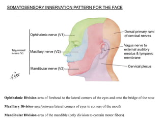 Ophthalmic Division-area of forehead to the lateral corners of the eyes and onto the bridge of the nose
Maxillary Division-area between lateral corners of eyes to corners of the mouth
Mandibular Division-area of the mandible (only division to contain motor fibers)
SOMATOSENSORY INNERVATION PATTERN FOR THE FACE
 