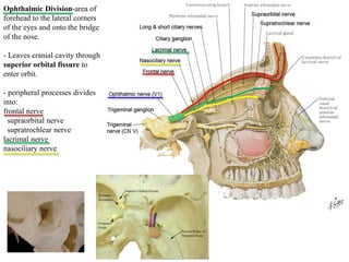 Ophthalmic Division-area of
forehead to the lateral corners
of the eyes and onto the bridge
of the nose.
- Leaves cranial cavity through
superior orbital fissure to
enter orbit.
- peripheral processes divides
into:
frontal nerve
supraorbital nerve
supratrochlear nerve
lacrimal nerve
nasociliary nerve
 