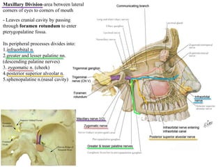 Maxillary Division-area between lateral
corners of eyes to corners of mouth
- Leaves cranial cavity by passing
through foramen rotundum to enter
pterygopalatine fossa.
Its peripheral processes divides into:
1.infraorbital n.
2.greater and lesser palatine nn.
(descending palatine nerves)
3. zygomatic n. (cheek)
4.posterior superior alveolar n.
5.sphenopalatine n.(nasal cavity)
 