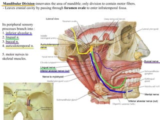 Mandibular Division-innervates the area of mandible; only division to contain motor fibers.
- Leaves cranial cavity by passing through foramen ovale to enter infratemporal fossa.
Its peripheral sensory
processes branch into :
1. inferior alveolar n.
2. lingual n.
3. buccal n.
4. auriculotemporal n.
5. motor nerves to
skeletal muscles.
 