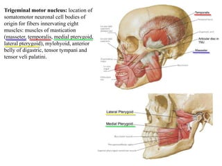 Trigeminal motor nucleus: location of
somatomotor neuronal cell bodies of
origin for fibers innervating eight
muscles: muscles of mastication
(masseter, temporalis, medial pterygoid,
lateral pterygoid), mylohyoid, anterior
belly of digastric, tensor tympani and
tensor veli palatini.
 