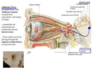 Abducens Nerve
(Cranial Nerve VI)
Abducens nucleus
(ventral horn
equivalent)- cell bodies
of origin
- responsible for
innervating one
extraocular muscle,
lateral rectus.
- Exits cranial cavity by
passing through the
superior orbital fissure
to enter the orbit.
 