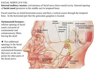 FACIAL NERVE (CN VII)
Internal auditory meatus: exit/entrance of facial nerve from cranial cavity. Internal opening
of facial canal (posterior to the middle ear) in temporal bone.
Facial canal has an initial horizontal course and then a vertical course through the temporal
bone. In the horizontal part that the geniculate ganglion is located.
Stylomastoid foramen -
inferior opening of facial
canal; exit point of
somatomotor and
somatosensory fibers
leaving the skull.
★ Two additional
openings in the facial
canal before the
stylomastoid foramen
that serve as the exit
points for other parts of
the facial nerve.
 