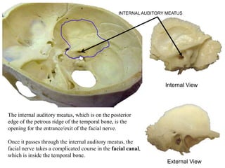 INTERNAL AUDITORY MEATUS
The internal auditory meatus, which is on the posterior
edge of the petrous ridge of the temporal bone, is the
opening for the entrance/exit of the facial nerve.
Once it passes through the internal auditory meatus, the
facial nerve takes a complicated course in the facial canal,
which is inside the temporal bone.
Internal View
External View
 