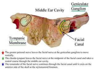 The greater petrosal nerve leaves the facial nerve at the geniculate ganglion to move
rostrally.
The chorda tympani leaves the facial nerve at the midpoint of the facial canal and takes a
rostral course through the middle ear cavity.
The remainder of the facial nerve continues through the facial canal until it exits on the
anterior side of the skull at the stylomastoid foramen.
 